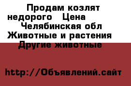 Продам козлят недорого › Цена ­ 2 500 - Челябинская обл. Животные и растения » Другие животные   